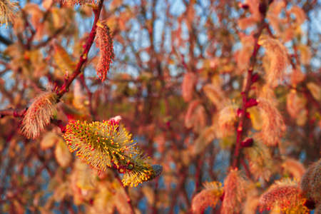 flower macro plant tree spring