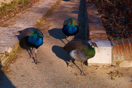 peacock bird animal nature fauna colorsの写真素材