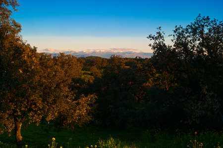 landscape top view trees plant flora greenの写真素材