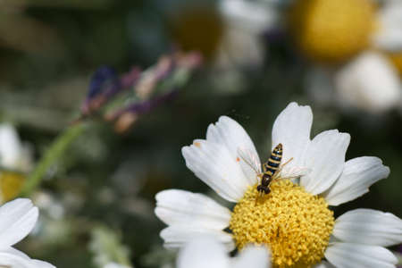 insect animal nature meadow plant spring insect