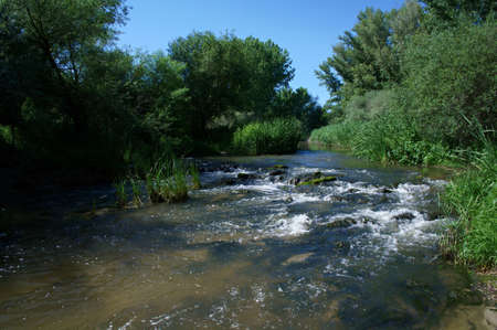 river plants water spring green nature landscape
