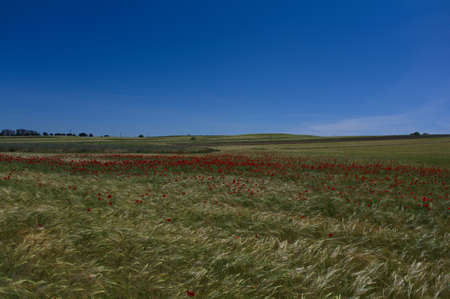 meadow flowers poppies plants flora spring view
