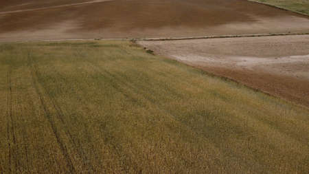 fields cereal plants countryside spring flora nature