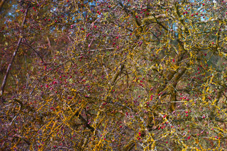 fruit red bush nature plant autumn branchの写真素材