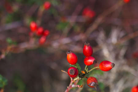 fruit red bush nature plant autumn branchの写真素材