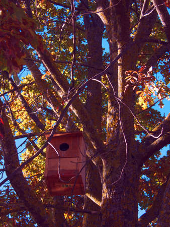 nest box wood tree autumn plants park