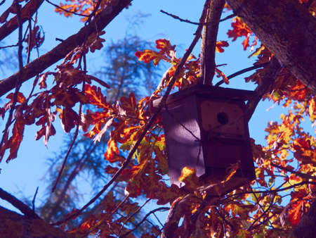 nest box wood tree autumn plants park