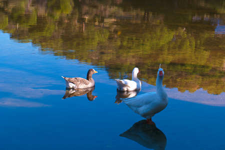 birds geese animals nature beak feathers white