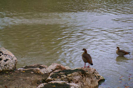 birds park nature animals water pond faunaの写真素材