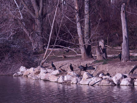 birds cormorants animals black trees park fauna