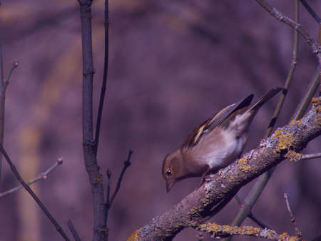 bird animal wild nature fauna winter wild nature
