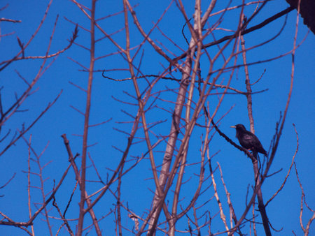 bird animal nature fauna wildlife spain madridの写真素材