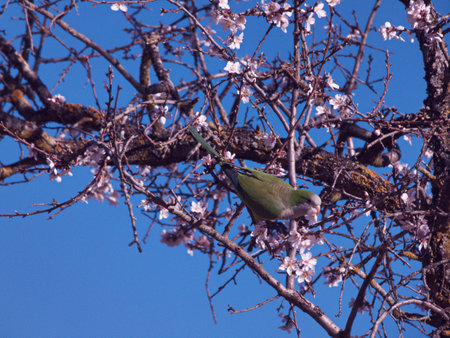 bird animal nature fauna wildlife spain madrid
