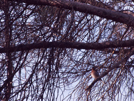 bird animal fauna nature plants feathers wild