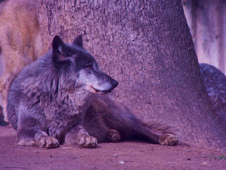 wolf canine wild nature fauna predator fauna pawsの写真素材