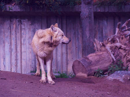 wolf canine wild nature fauna predator fauna paws
