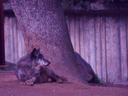 wolf canine wild nature fauna predator fauna paws