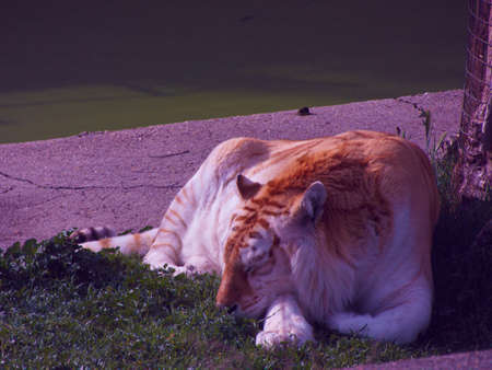 tiger animal nature wild cat fur fauna
