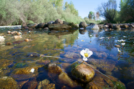 landscape view nature plants flowers green spring flora river water
