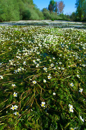 landscape view nature plants flowers green spring flora river water