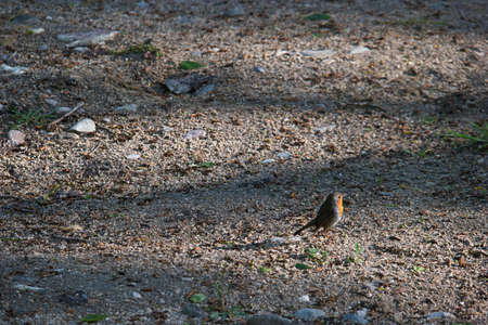 bird wild nature animal fauna natureの写真素材