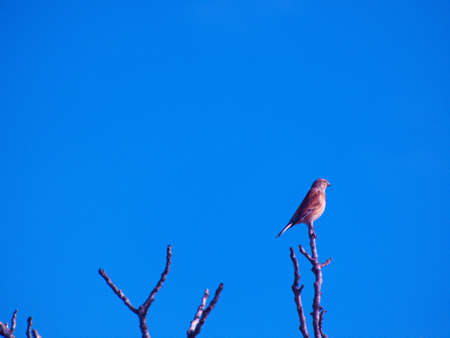 bird wild nature animal fauna nature