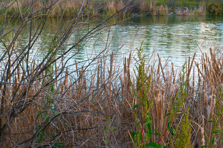 reed pond water view nature plant park spring