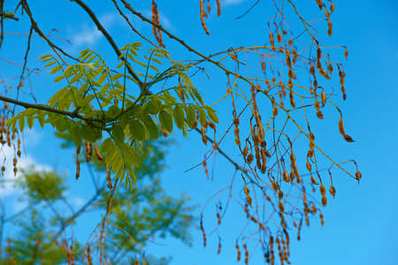 tree plant branch nature sky leaves spring