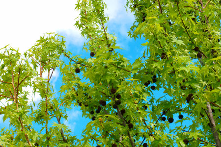 shrub plant spring leaves branches nature flora