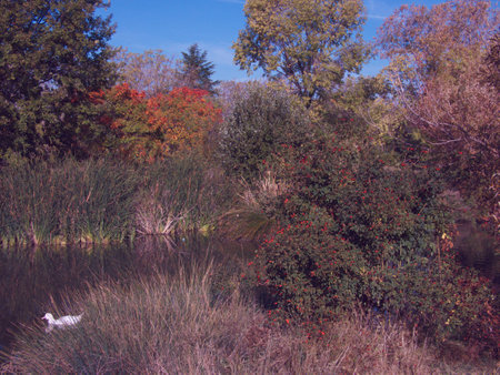park trees leaves pond autumn colors nature