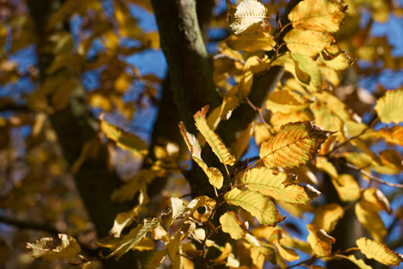 leaves tree nature autumn colors park plants