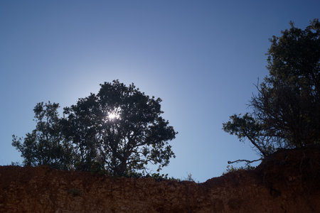 Sun shining through a tree in the desert of Tenerife.