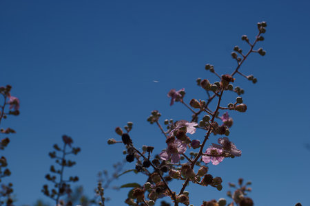 Lagerstroemia speciosa flower in the garden with blue skyの写真素材
