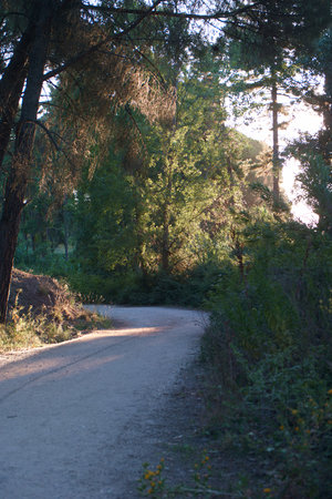 Road through the pine forest in the early morning. summer landscape.