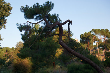 Pine tree in the forest, Costa Brava, Catalonia, Spainの写真素材