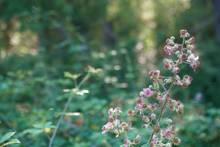 pink flowers on green background in the forest. soft focus.