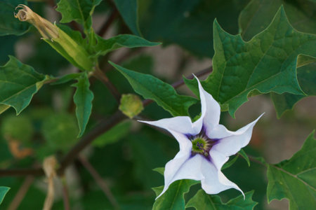 Datura stramonium, Gran Canaria, Spainの写真素材