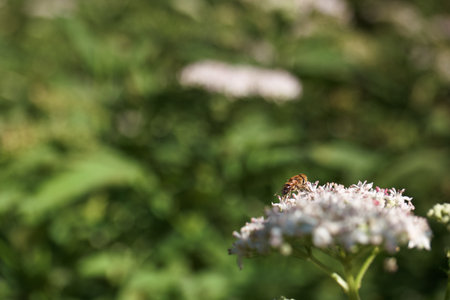 A bee on a white flower in the garden in the summer.