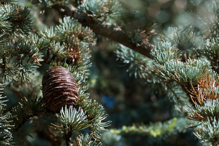 Pine cones on the branches of a coniferous tree.