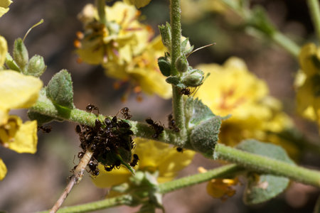 Ants on the flower of a mullein (Mullein)の写真素材