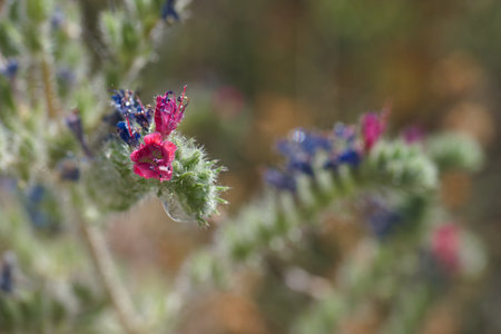Close up of Echium vulgare (Echium vulgare)の写真素材