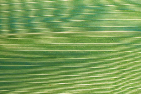 Green leaf texture background. Close up of green leaf texture background.