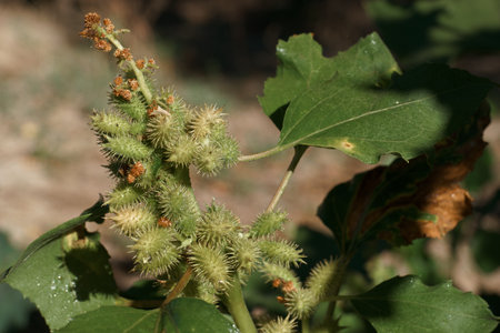 Burdock (Aesculus hippocastanum)の写真素材