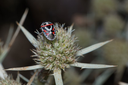A closeup of a red and black butterfly on a plant.