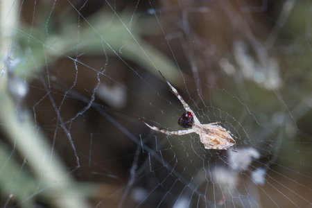 spider on the web in the forest, closeup of photo