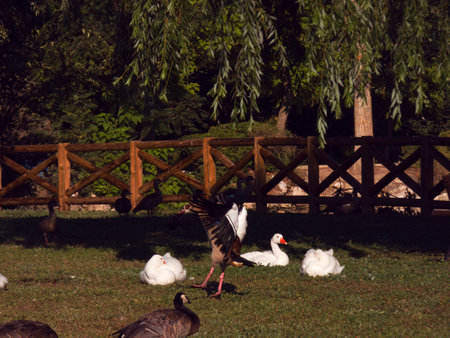 ducks and geese on the grass in the park in autumnの写真素材