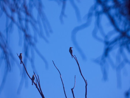 Birds on the branches of trees in the evening, South Koreaの写真素材