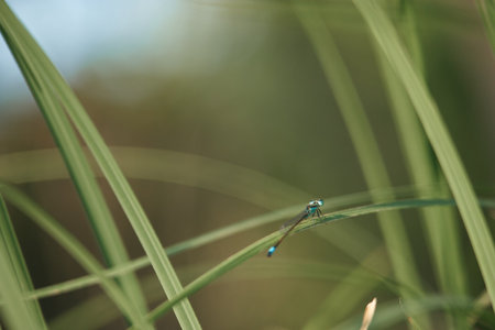 dragonfly on green grass in the morning, closeup of photoの写真素材