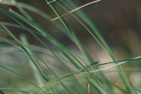 dragonfly in the green grass close up macro photography with shallow depth of field