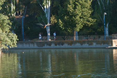 The bird is flying over the lake in the park on a sunny dayの写真素材
